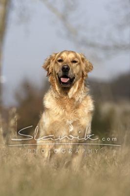 Golden_Retriever_Rico_20717.JPG