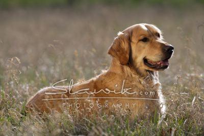 Golden_Retriever_Rico_20730.JPG