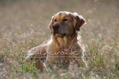 Golden_Retriever_Rico_20735.JPG