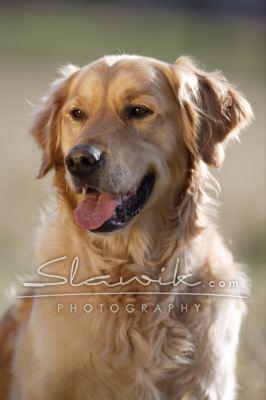 Golden_Retriever_Rico_20748.JPG